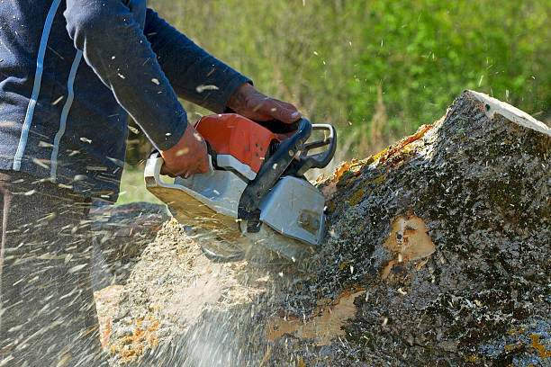 Best Palm Tree Trimming  in Moultrie, GA